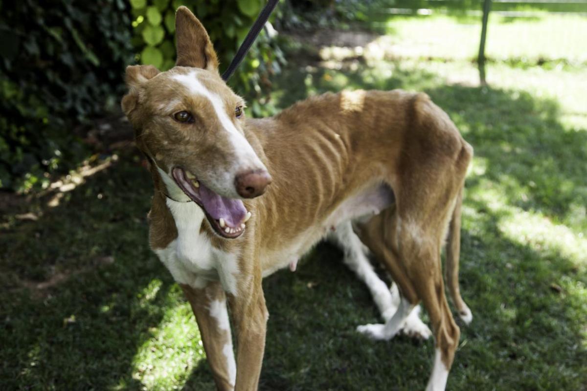 My Dog Is Losing a Lot of Weight - Cachexia in Dogs