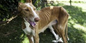 My Dog Is Losing a Lot of Weight - Cachexia in Dogs