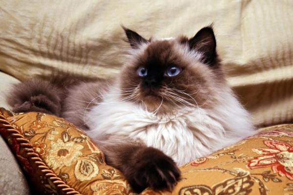 Caring for a Himalayan Cat - Basic beauty care