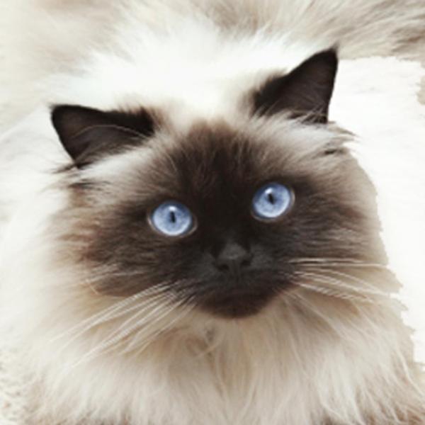 Caring for a Himalayan Cat