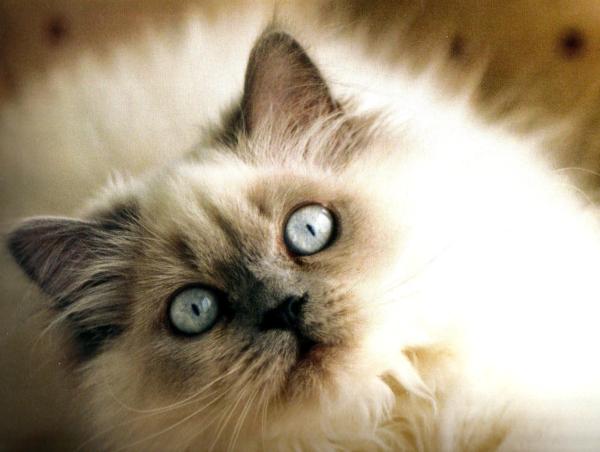 Caring for a Himalayan Cat - Eye Care