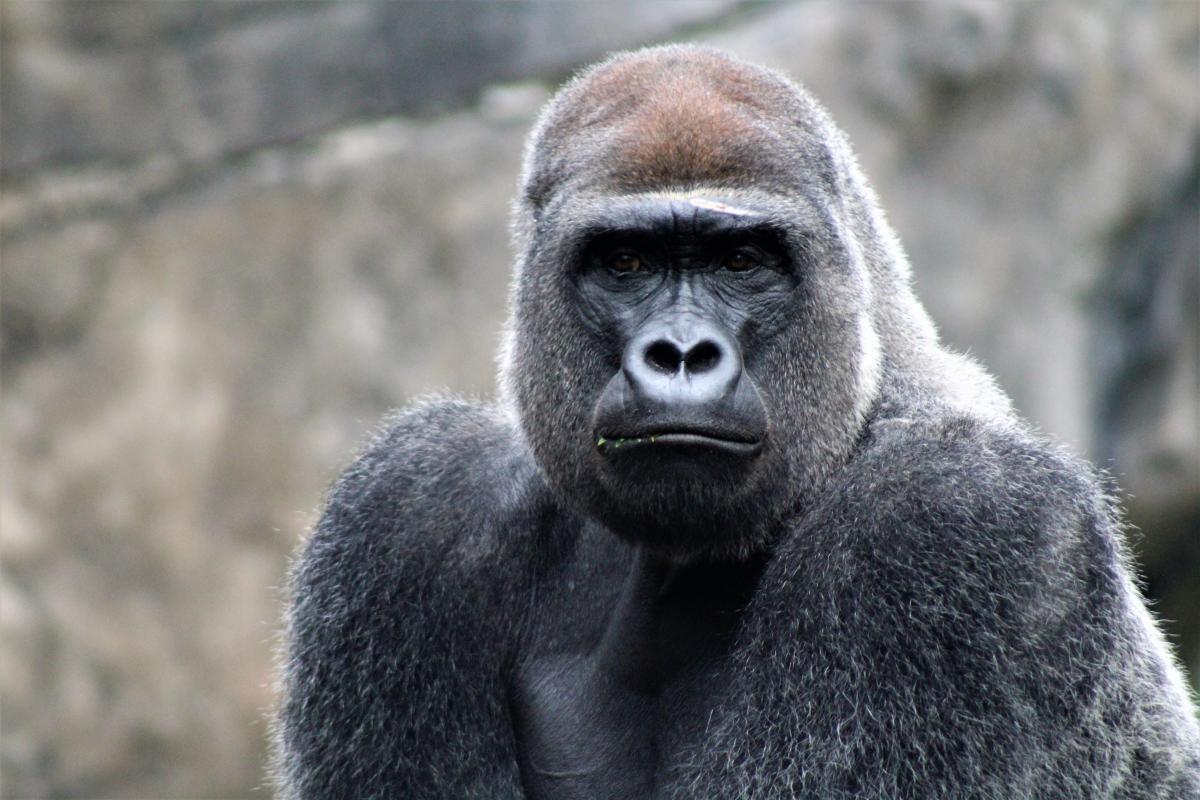 How Strong are Gorillas?