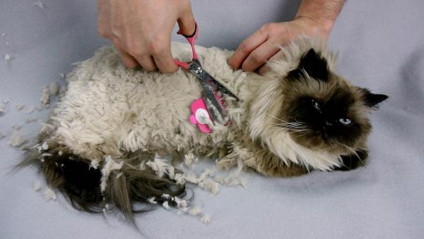 Caring for a Himalayan Cat - Other treatments