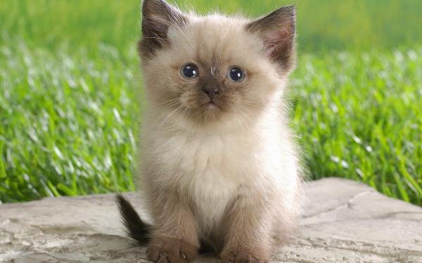 Caring for a Himalayan Cat - Problems in the digestive system