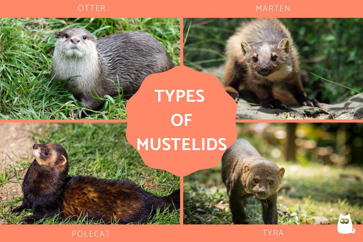 Types of Mustelids - Examples of Mustelid Species