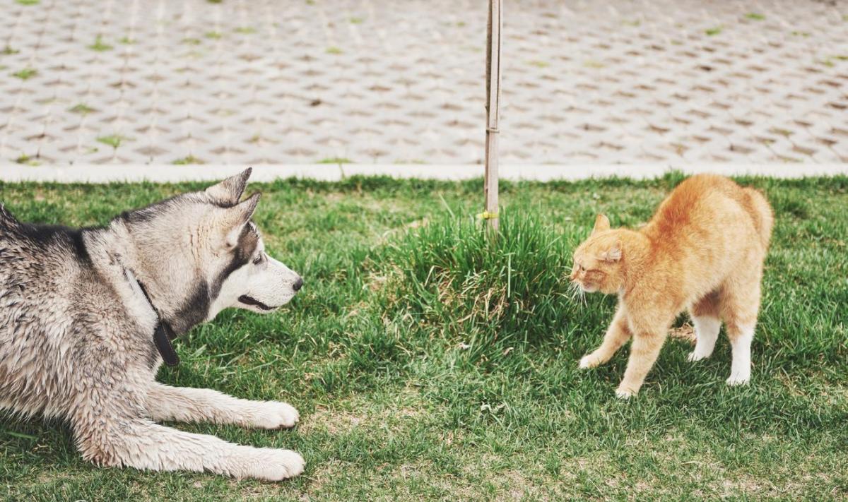 Why Does My Dog Hate Cats? - Possible Causes and Solutions