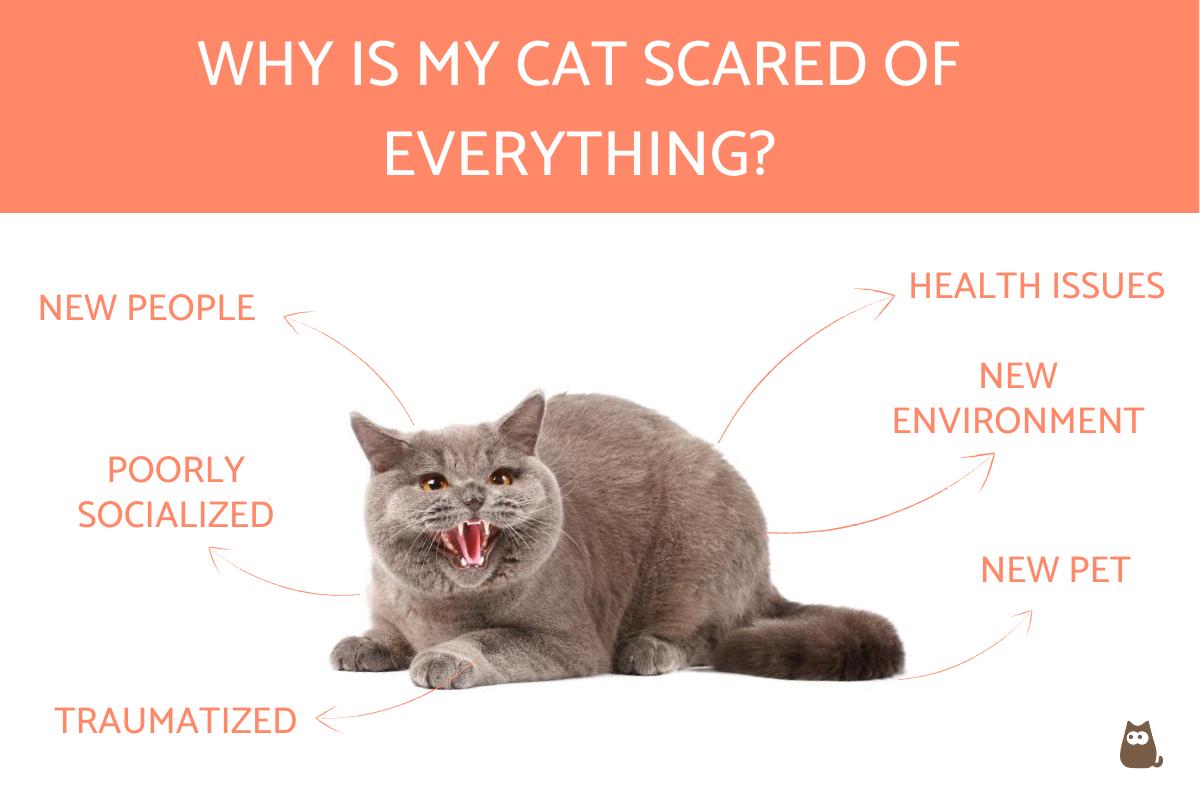 My Cat Is Scared of Everything