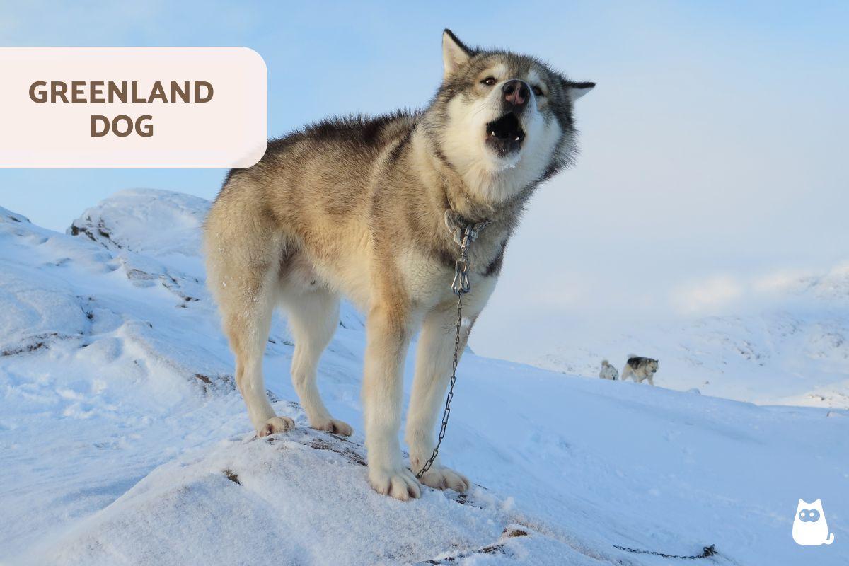 10 Spitz Dog Breeds - Appearance, Temperament & More (with Photos)