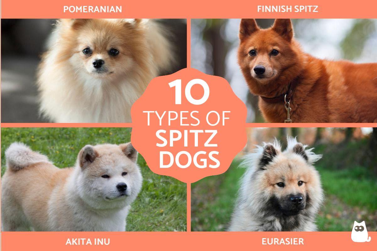 Types of Spitz Dog Breeds