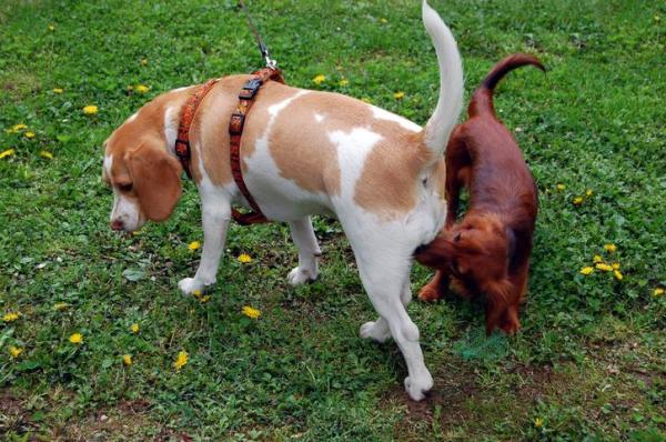 Why do Dogs Smell Each Other’s Butts? - Why do dogs sniff bums? 