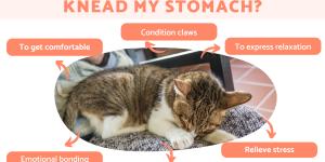 Why Does My Cat Knead My Stomach?