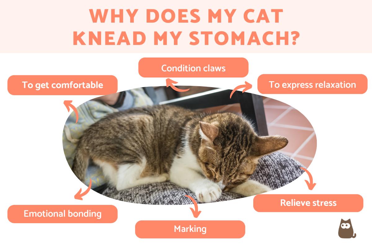 Why Does My Cat Knead My Stomach? 6 Reasons Cats Knead Our Belly