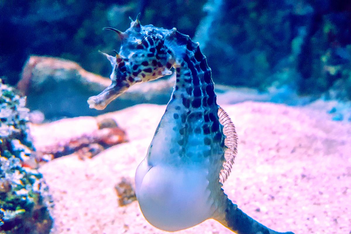 How Seahorses Give Birth