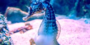 How Seahorses Give Birth