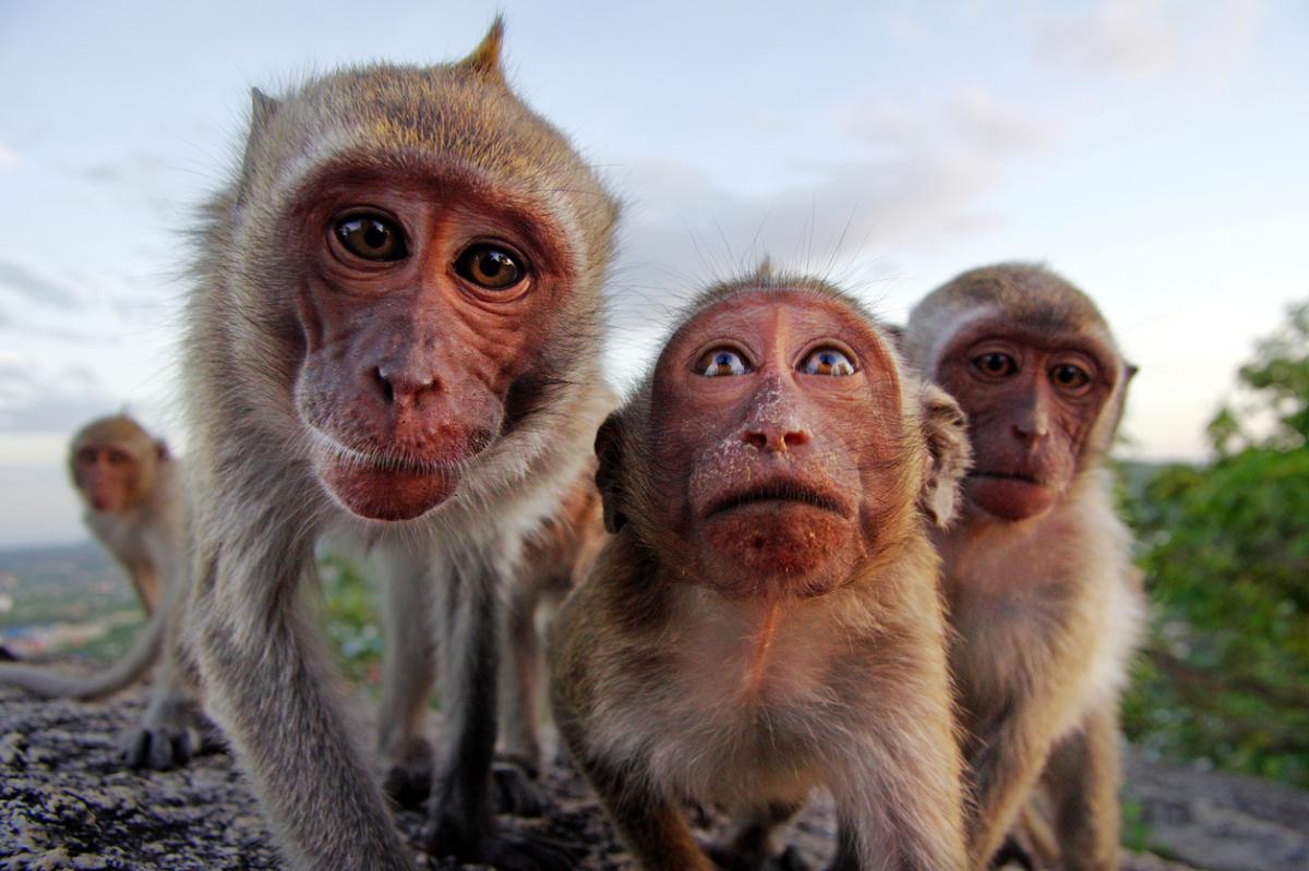 Monkeys as Pets: Guidelines and Basic Tips
