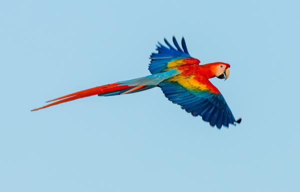 Is Clipping A Bird's Wings Cruel?