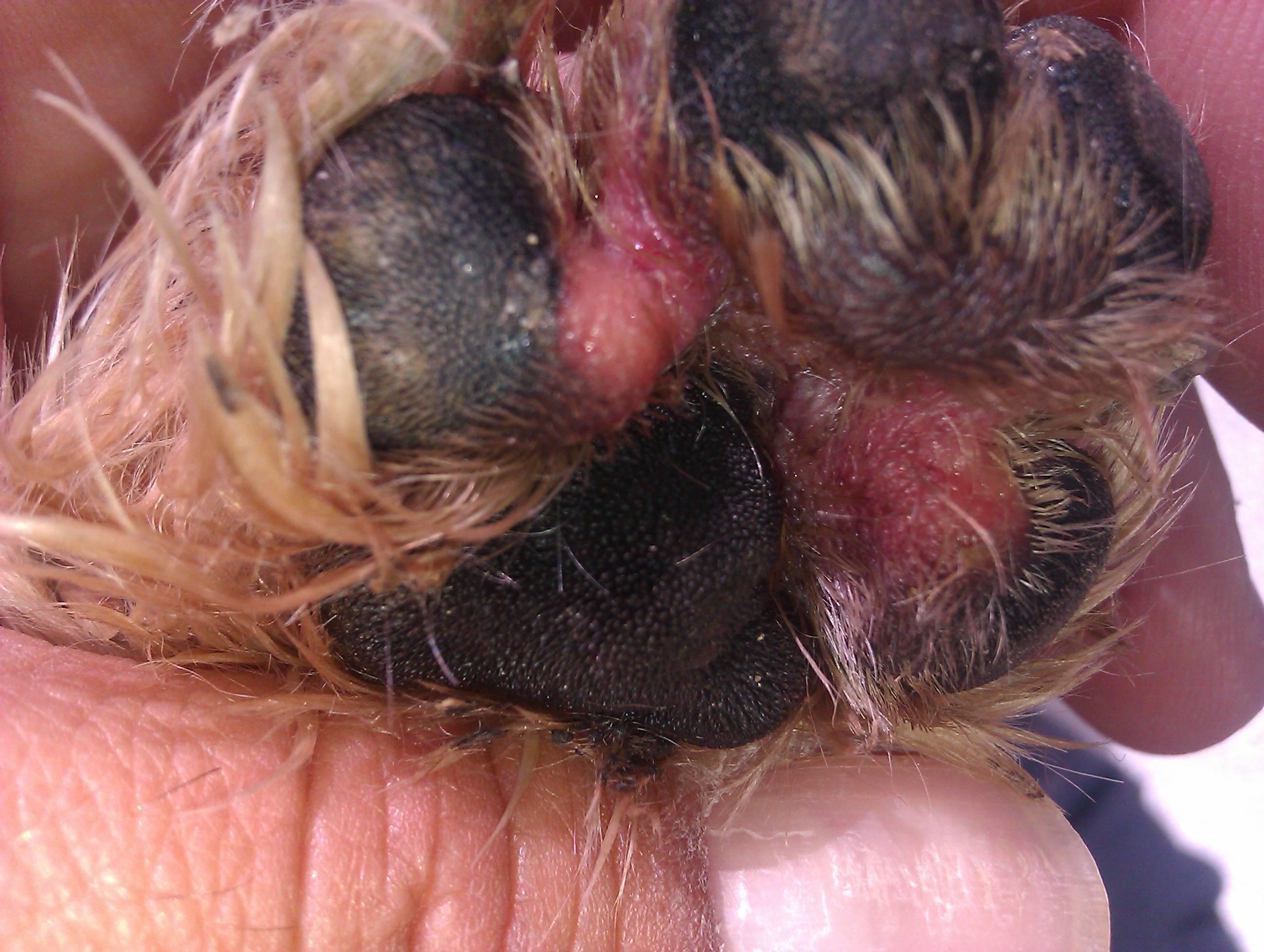 Ringworm on dogs paws pictures best sale