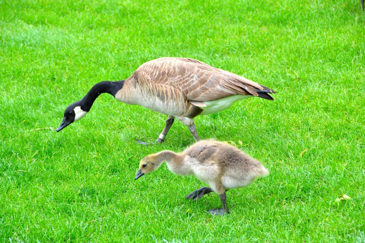 What Do Canada Geese Eat? Canada Goose Diet