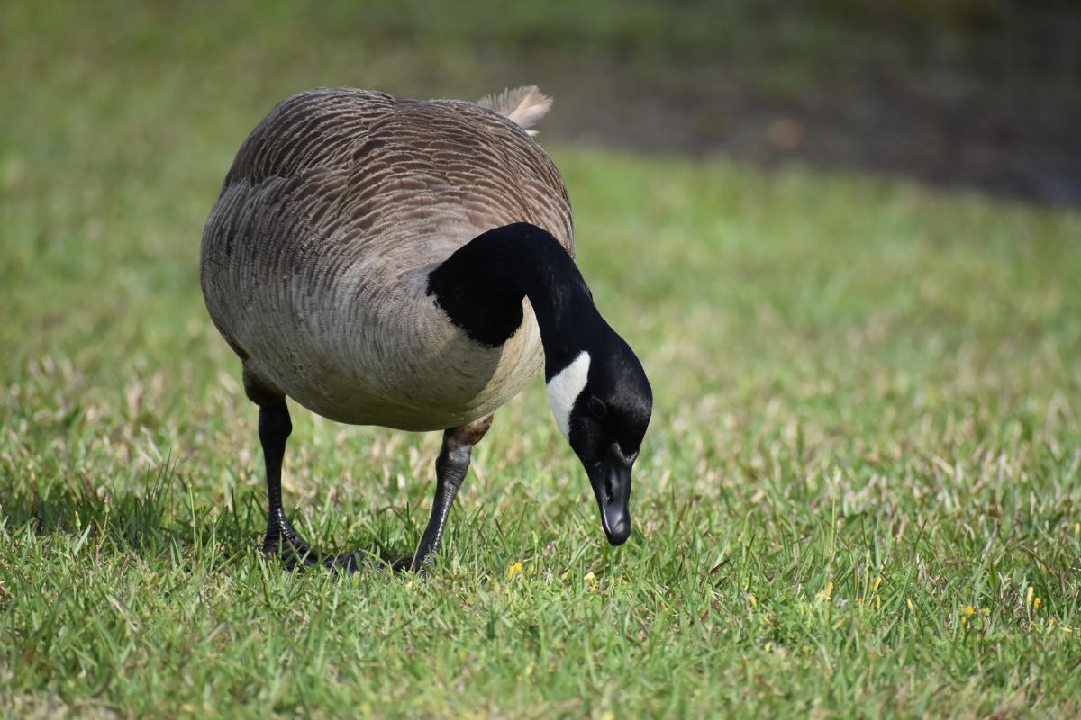 What Do Canada Geese Eat?