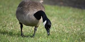 What Do Canada Geese Eat?
