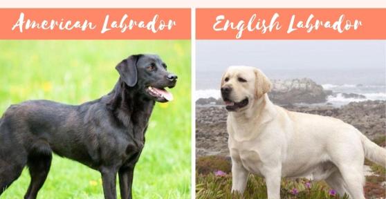 Different Types of Labrador Retrievers