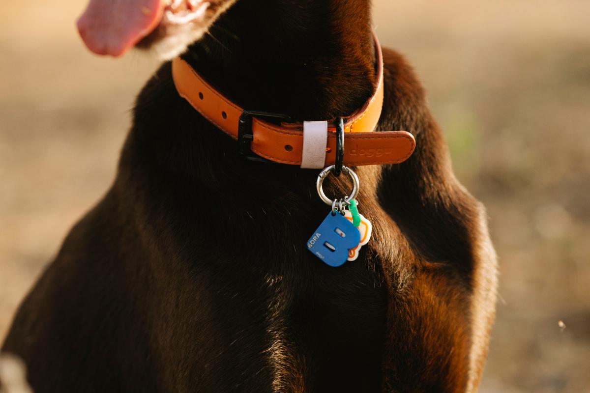 Is It Okay to Change a Dog’s Name?