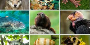Most Endangered Species in North America
