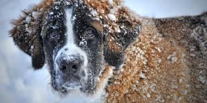 Can Dogs Die From Cold Weather?