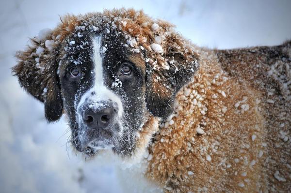 Can Dogs Die From Cold Weather?