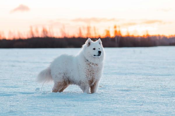 Can Dogs Die From Cold Weather? - Can dogs really die from cold weather?