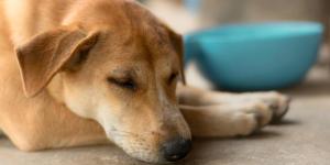 Chronic Diarrhea in Intestinal Malabsorption in Dogs