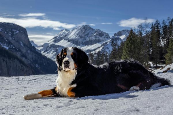 Can Dogs Die From Cold Weather? - How cold is too cold for a dog to be outside?