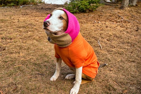 Can Dogs Die From Cold Weather? - How to keep your pet safe in the cold