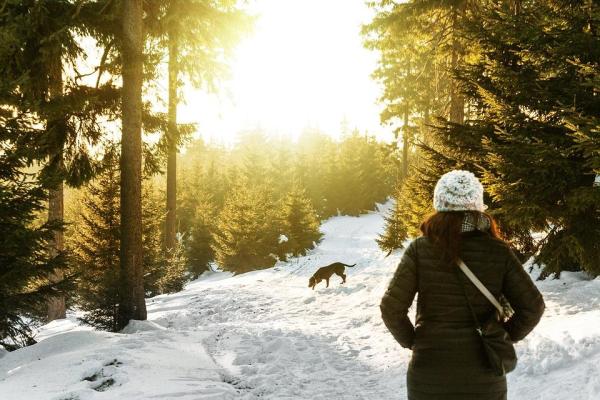 Can Dogs Die From Cold Weather? - Symptoms of hypothermia and cold danger