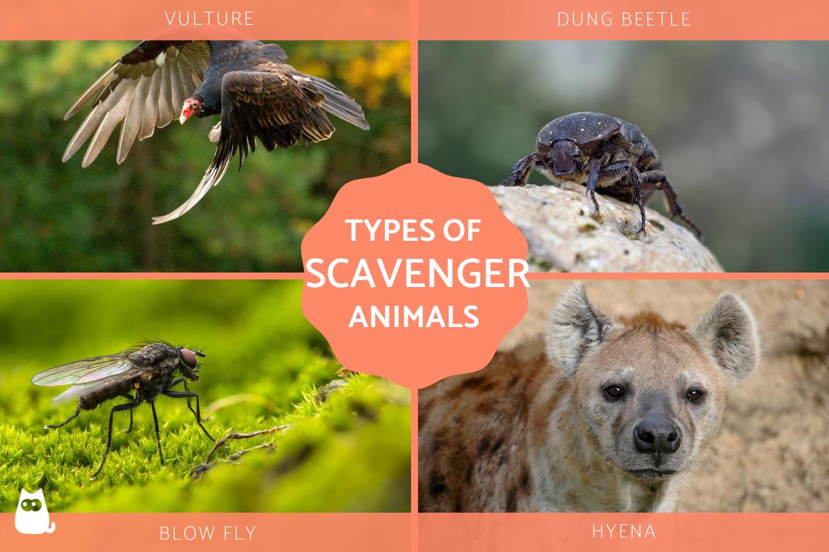 Types of Scavenger Animals With Examples