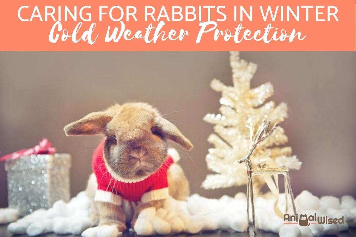 Caring for Rabbits in Winter
