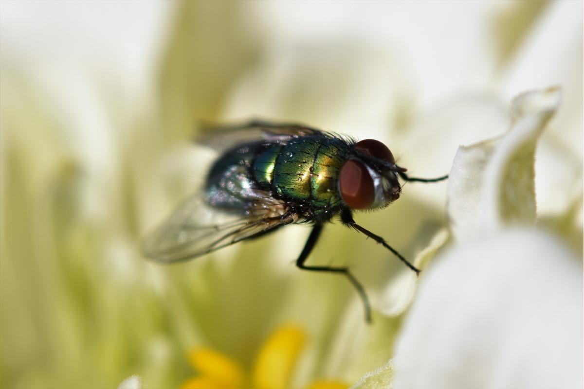 Do Flies Sleep? - When, Where, and How Do Flies Rest?