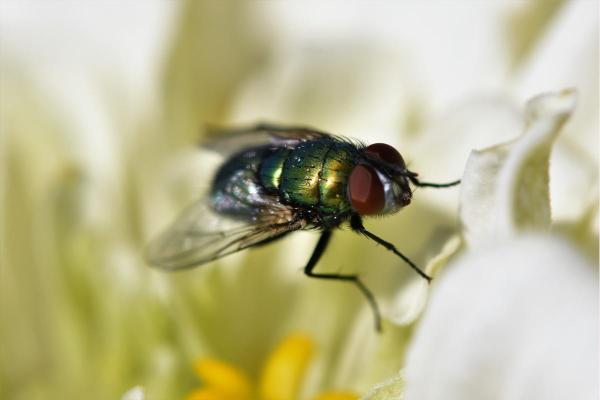 Do Flies Sleep? - When, Where, and How Do Flies Rest?