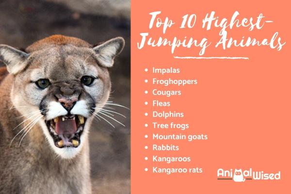 The 10 Highest-Jumping Animals in the World