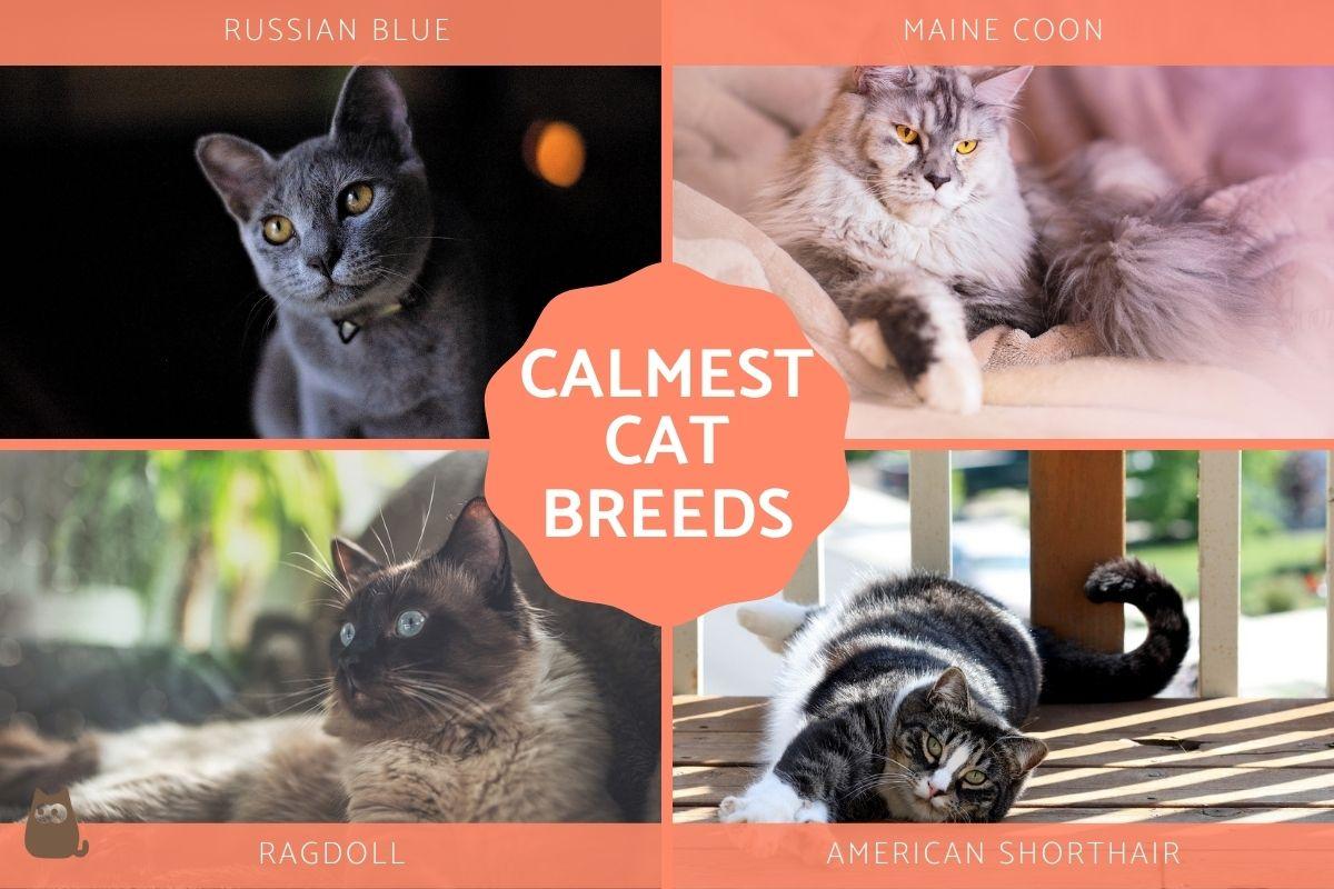 Calm Cat Breeds - The Chillest Cats