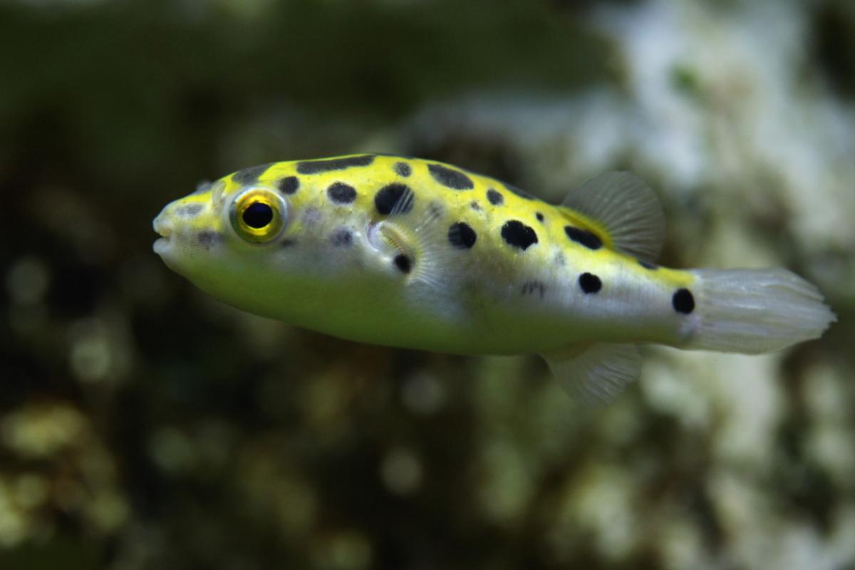 Green Spotted Puffer Diet