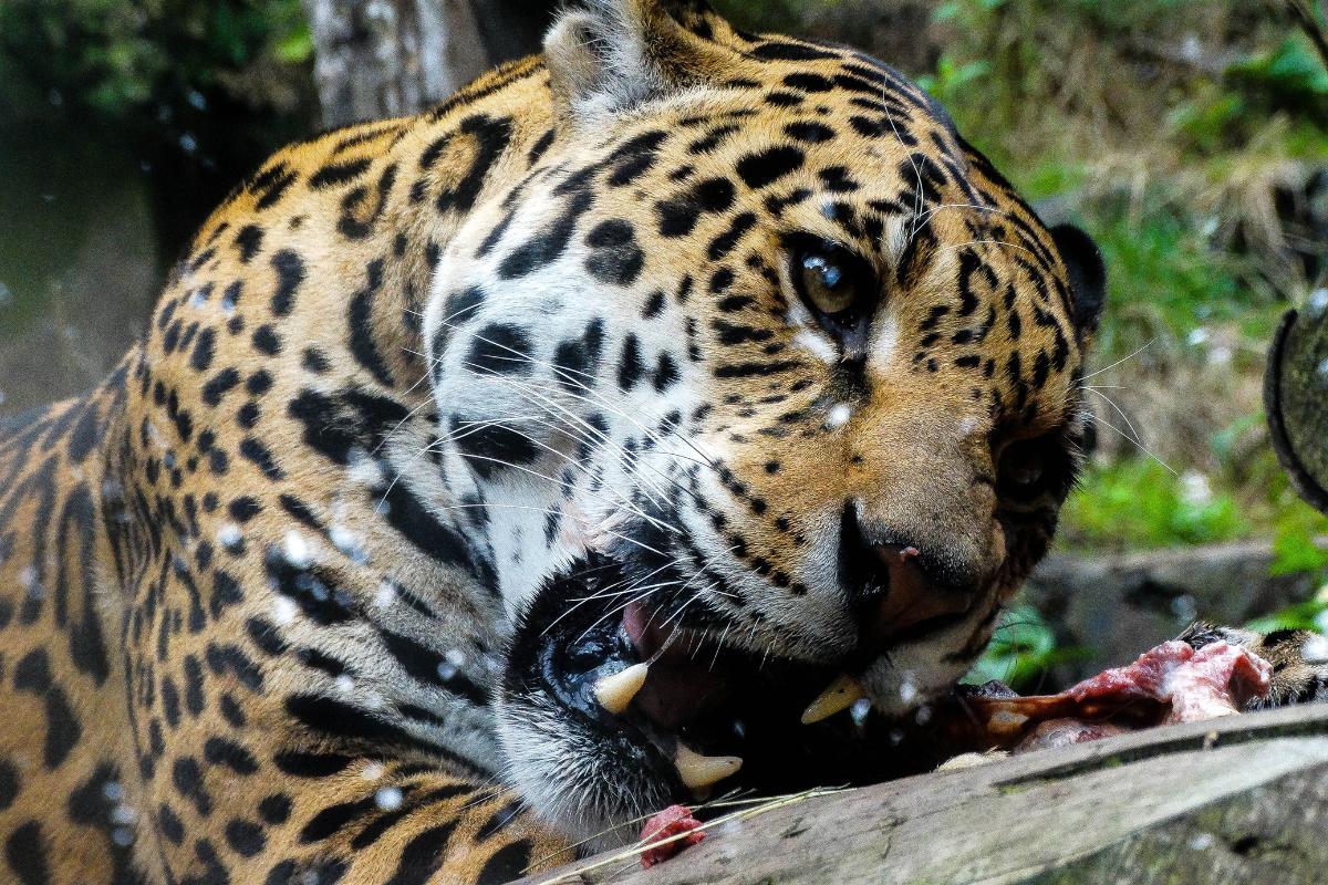 What Do Jaguars Eat in the Wild?