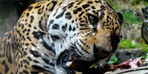 What Do Jaguars Eat in the Wild?
