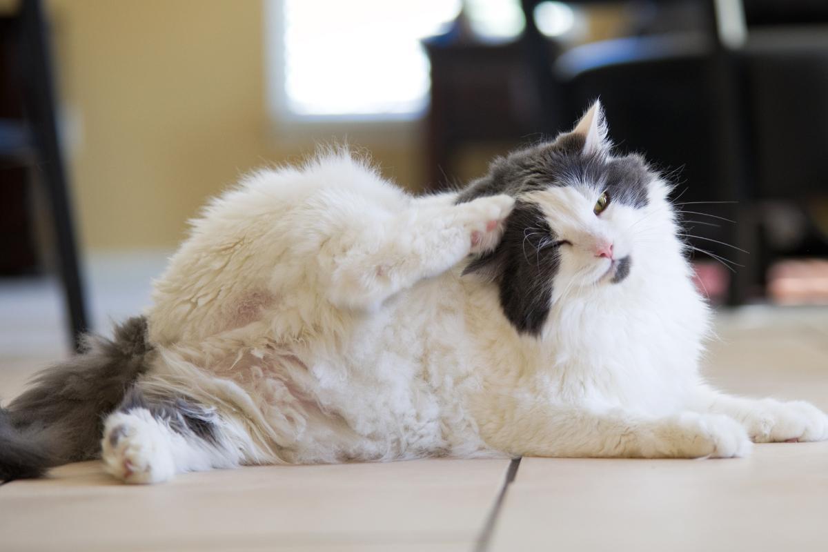How Can an Indoor Cat Get Fleas?