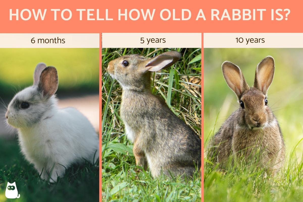 How to Know How Old a Rabbit Is
