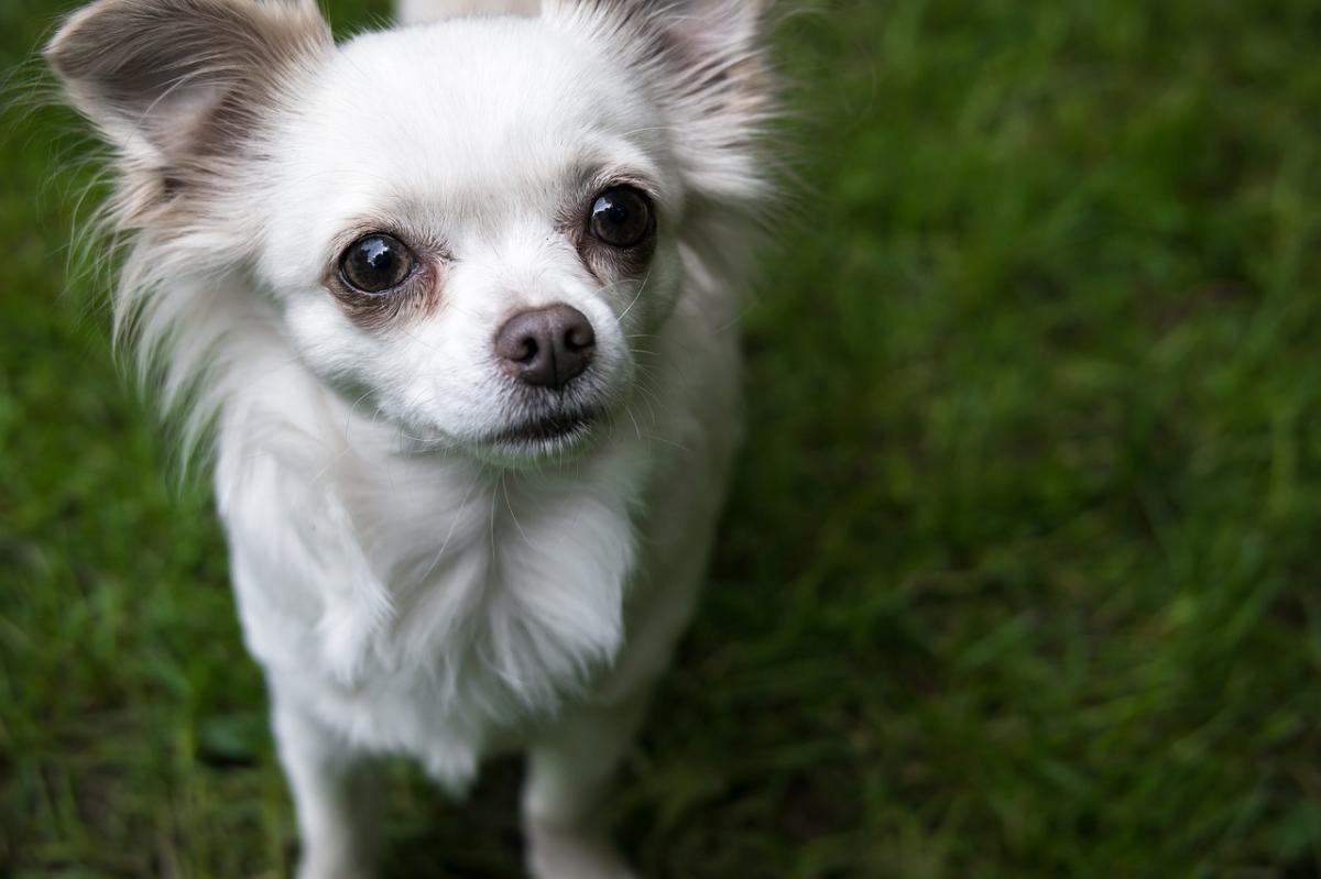 Why is My Chihuahua Shaking So Much?