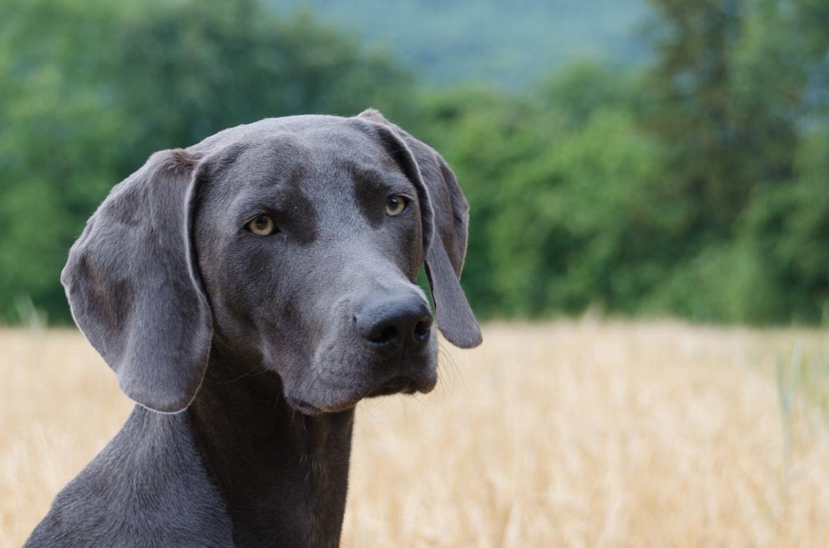 150+ Great Names for Gray Dogs