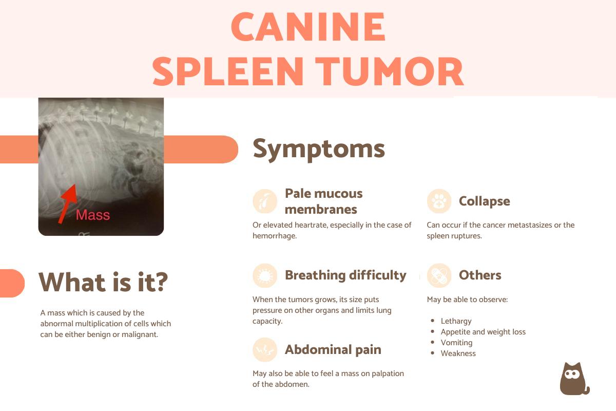 Canine Spleen Tumor - Symptoms