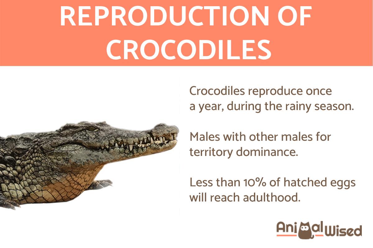 How Do Crocodiles Reproduce?
