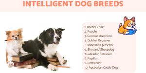The Most Intelligent Dog Breeds According to Stanley Coren